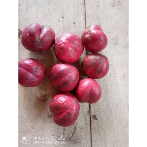 Jual Buah Mahkota Dewa Segar Per Kg Shopee Indonesia