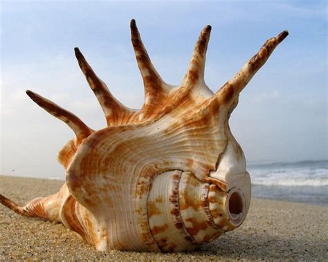 Le Conchiglie Marine Tutte Le Specie Caratteristiche E CuriositÀ