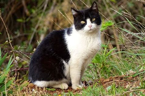 Gato Europeo Bicolor Razas De Gatos