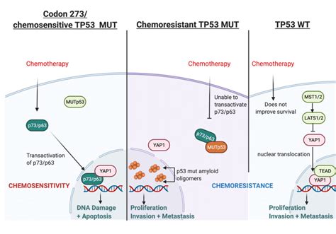 Illustration of hypothesised mechanism through which TP53 mutation type... | Download Scientific ...