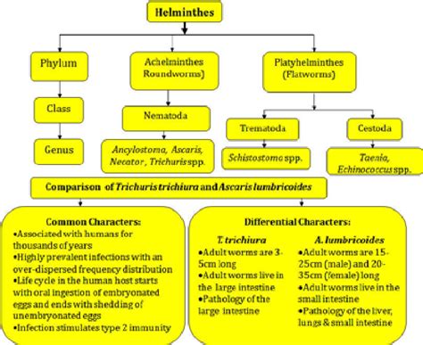 Helminthes Taxonomic Categories And Schematic Comparison Of Soil