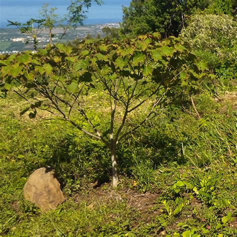 Quelles espèces indigènes et endémiques planter sur ma parcelle