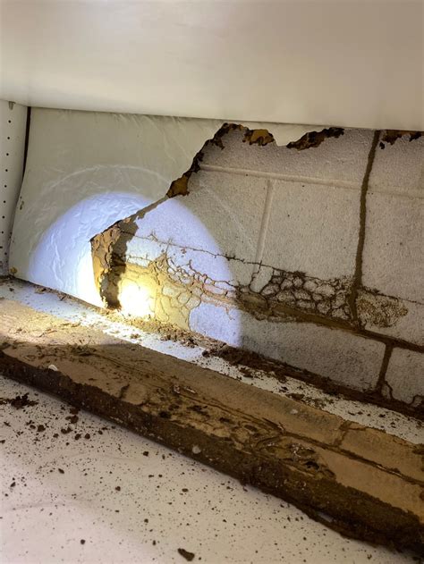 Termite & Fumigation Services in Chico, CA - Hobbs Pest Solutions