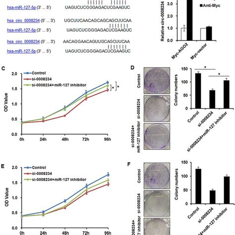 Circ 0008234 Acts As A MiR 127 5p Sponge In CSCC Cells A The