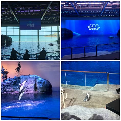 Mommy's Favorite Things: Shedd Aquarium in Chicago Review