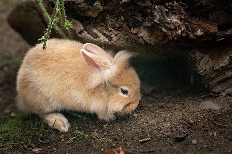 A Young Brown Cute Dwarf Rabbit Looking For Food Photograph By Stefan