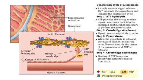 Sarcomere Contraction