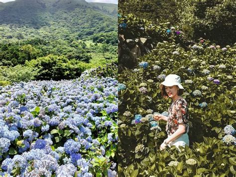 2024全台5大繡球花景點懶人包！陽明山竹子湖、高家繡球花田⋯粉藍花海隨便拍都美！ ｜ Popo筆記