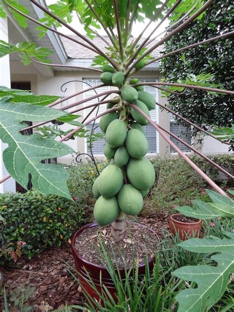 Tip Supaya Pokok Betik Yang Ditanam Di Dalam Pasu Berbuah Lebat - Semua ...