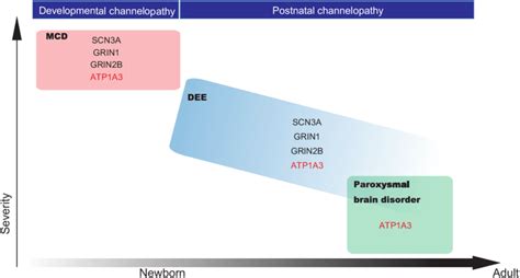 ATP1A3-related disorders as ion channel diseases from fetal to ...