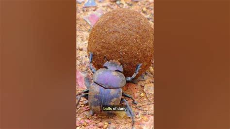 The Unsung Heroes Dung Beetles In Natures Cleanup Crew 🌿🦗 Shorts