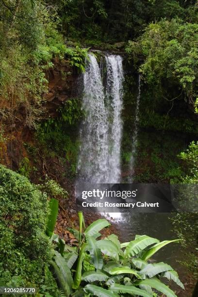 Amber Forest Reserve Photos and Premium High Res Pictures - Getty Images