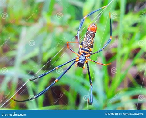 Nephila Pilipes Spider Arachnida Class Borneo Forest Stock Photo