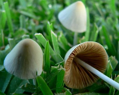 Two Mushrooms Sitting In The Grass Next To Each Other