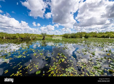 Everglades National Park Stock Photo Alamy