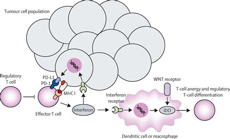 Predictive Biomarkers For Checkpoint Inhibitor Based Immunotherapy