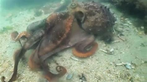 Octopus Sneaks Up On Prey | RTM - RightThisMinute