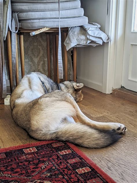 My dog's favorite sleeping position? Left side, right side and on his