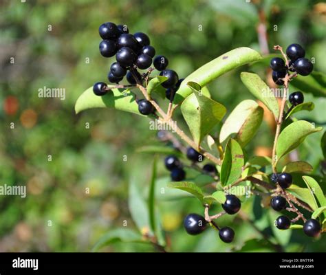 Berries of alder buckthorn (Frangula alnus Stock Photo - Alamy