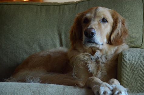 Free Images : puppy, golden retriever, vertebrate, setter, dog like mammal, carnivoran, english