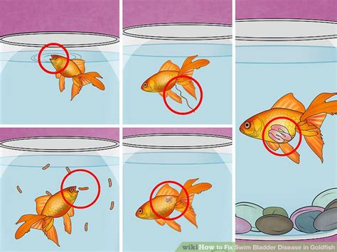 3 Ways to Fix Swim Bladder Disease in Goldfish - wikiHow