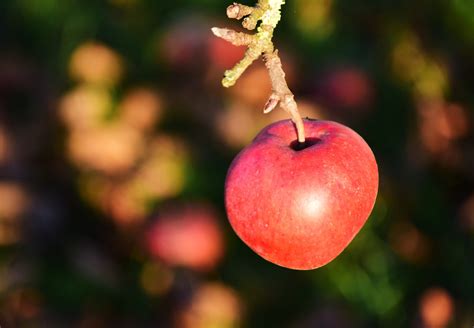 Manzanas Rbol De Manzana Foto Gratis En Pixabay Pixabay