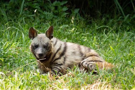 Striped hyena stock photo. Image of beast, gray, african - 164149778