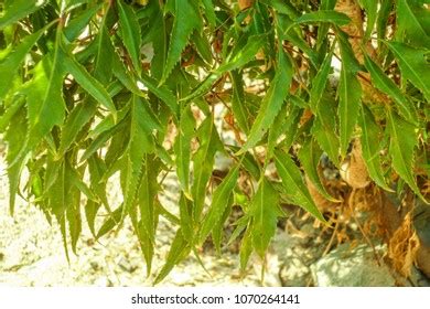 polyscias fruticosa ming aralia stock photo  shutterstock
