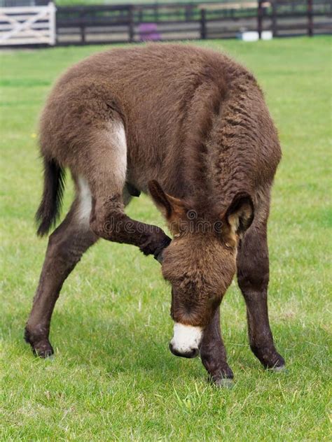 Cute Funny Baby Donkey Stock Photos Free Royalty Free Stock