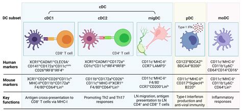 Cancers Free Full Text Dendritic Cell Vaccines A Promising