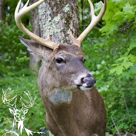 Peak Rut - Taxidermy by Kate | Smithville Flats NY