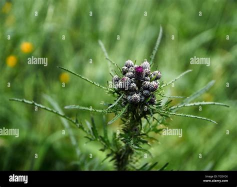 Creeping Thistle Cirsium Arvense Blooming In Spring Stock Photo Alamy