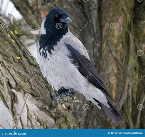 Grey Crow On The Branch Corvus Cornix Stock Photo Image Of Food