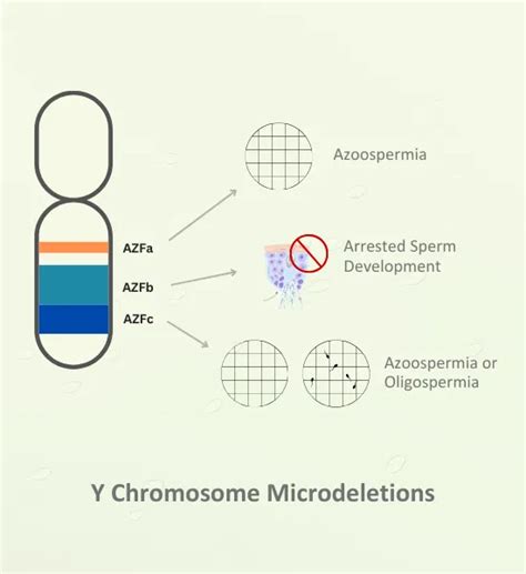how to check y chromosome in sperm at home