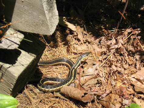 Eastern Ribbonsnake Project Noah