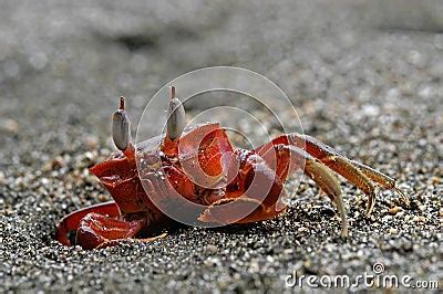 Red Ghost Crab Royalty Free Stock Photography - Image: 6366207