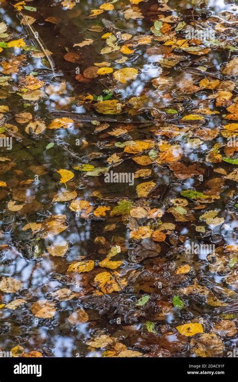 Watery Woodland Hi Res Stock Photography And Images Alamy