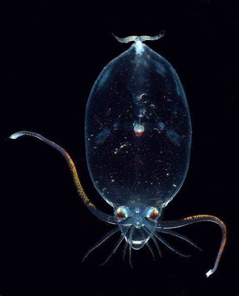 11 Intriguing Transparent Animals | Animals, Deep sea creatures ...