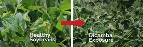 What Is Dicamba Dicamba Damage Lawsuit Peiffer Wolf