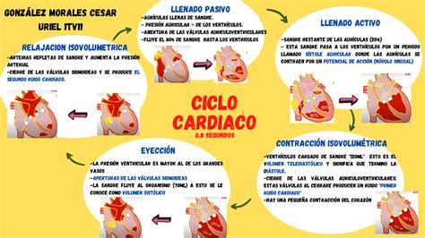 Ciclo Cardiaco Ciclo Cardiaco Segundos Aur Culas Llenas De