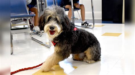 how to train your dog to be a comfort dog