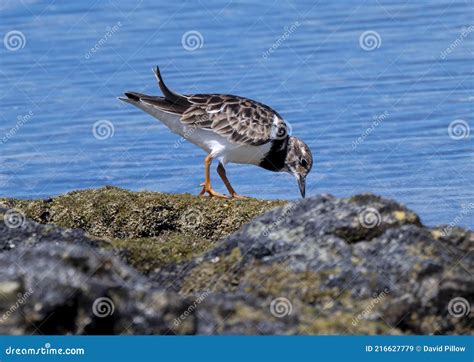 Ruddy Turnstone Arenaria Interpres In Non Breeding Plumage In Hawaii