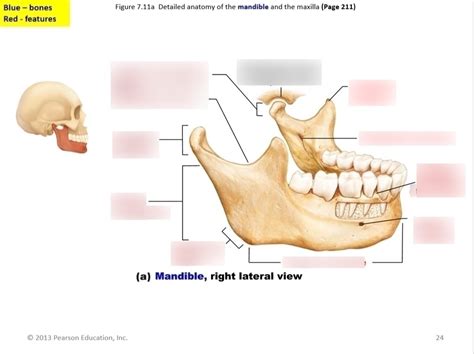 Mandible Labeling Diagram Quizlet