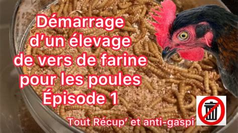 Vers De Farine Pour Les Poules Mise En Place Youtube