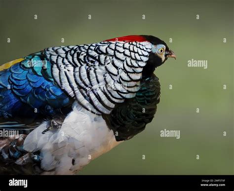 Male Lady Amherst Pheasant (Chrysolophus amherstiae Stock Photo - Alamy