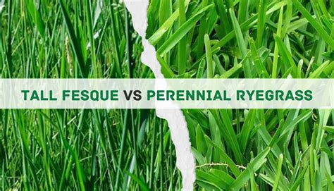 Tall Fescue Vs Perennial Ryegrass Main Differences And Which Is The