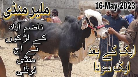 Malir Mandi Karachi Cattle Latest Rates Update May Zaberdast