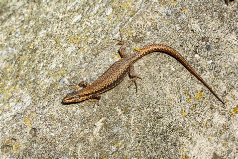 Eidechse Foto & Bild | tiere, wildlife, amphibien & reptilien Bilder ...