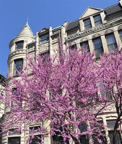 How to find the best food on st nicholas avenue new york 18