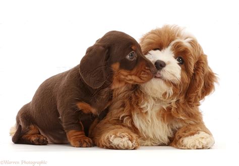 Dogs: Chocolate Dachshund puppy with Cavapoo puppy photo WP47190